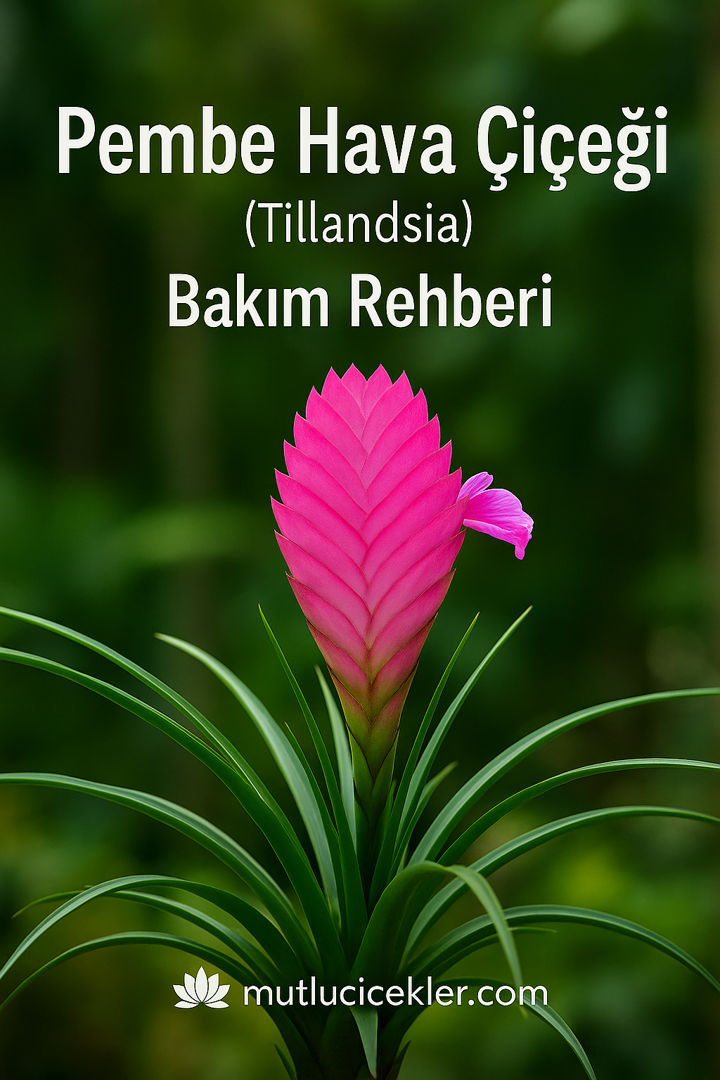 🌸✨ Pembe Hava Çiçeği (Tillandsia) Bitki Bakım Rehberi ✨🌸