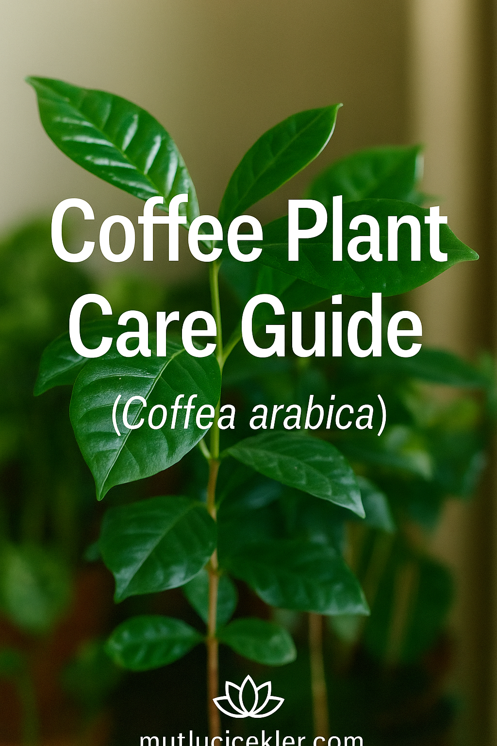 ☕🌿 Coffee Plant Care Guide (Coffea arabica)