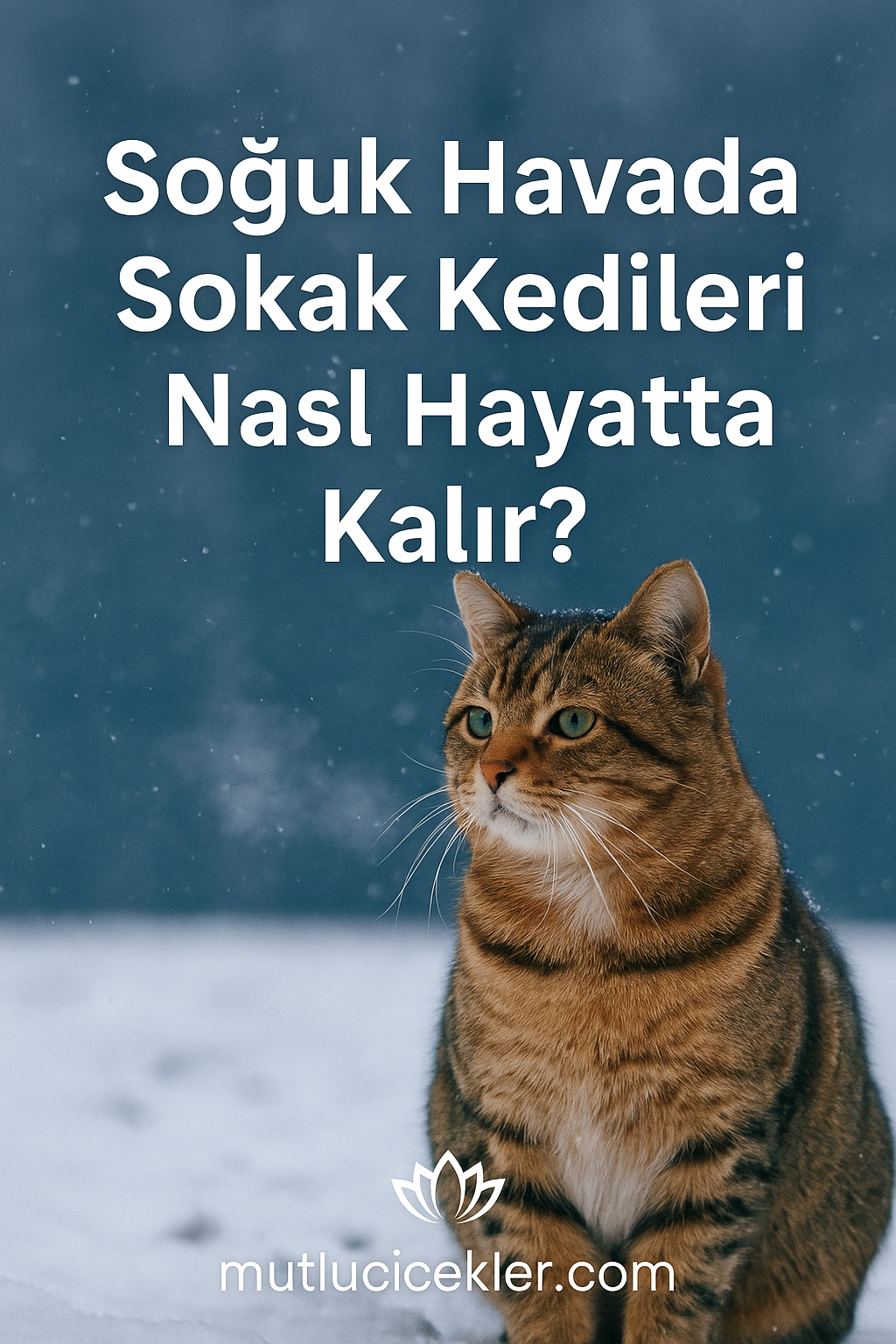 🐱 Soğuk Havada Sokak Kedileri Nasıl Hayatta Kalır?