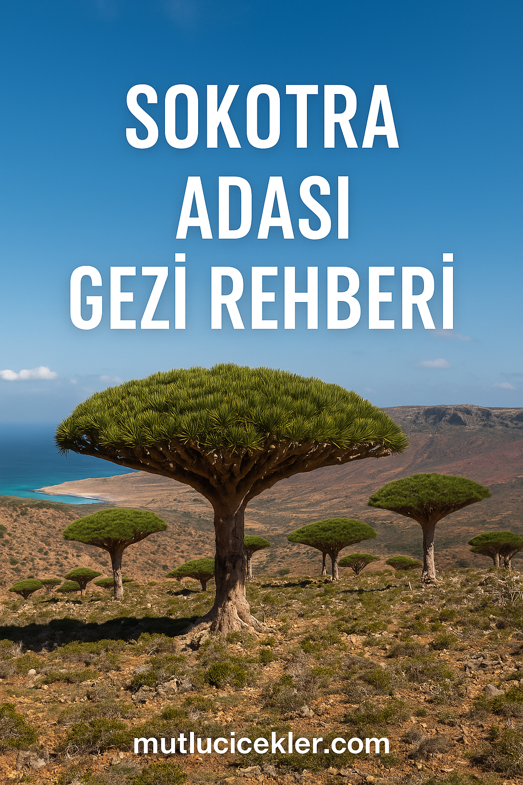 🌍 Sokotra Adası Gezi Rehberi: Dünyanın En Güzel Adası Olarak Anılan Doğa Harikası
