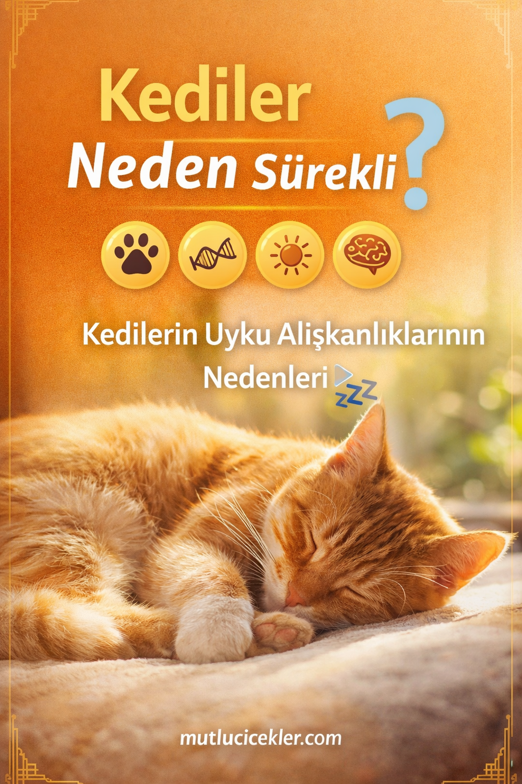 🐱 Kediler Neden Sürekli Uyur?