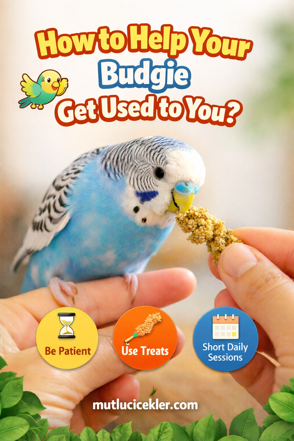 How to Help Your Budgie Get Used to You 🐦
