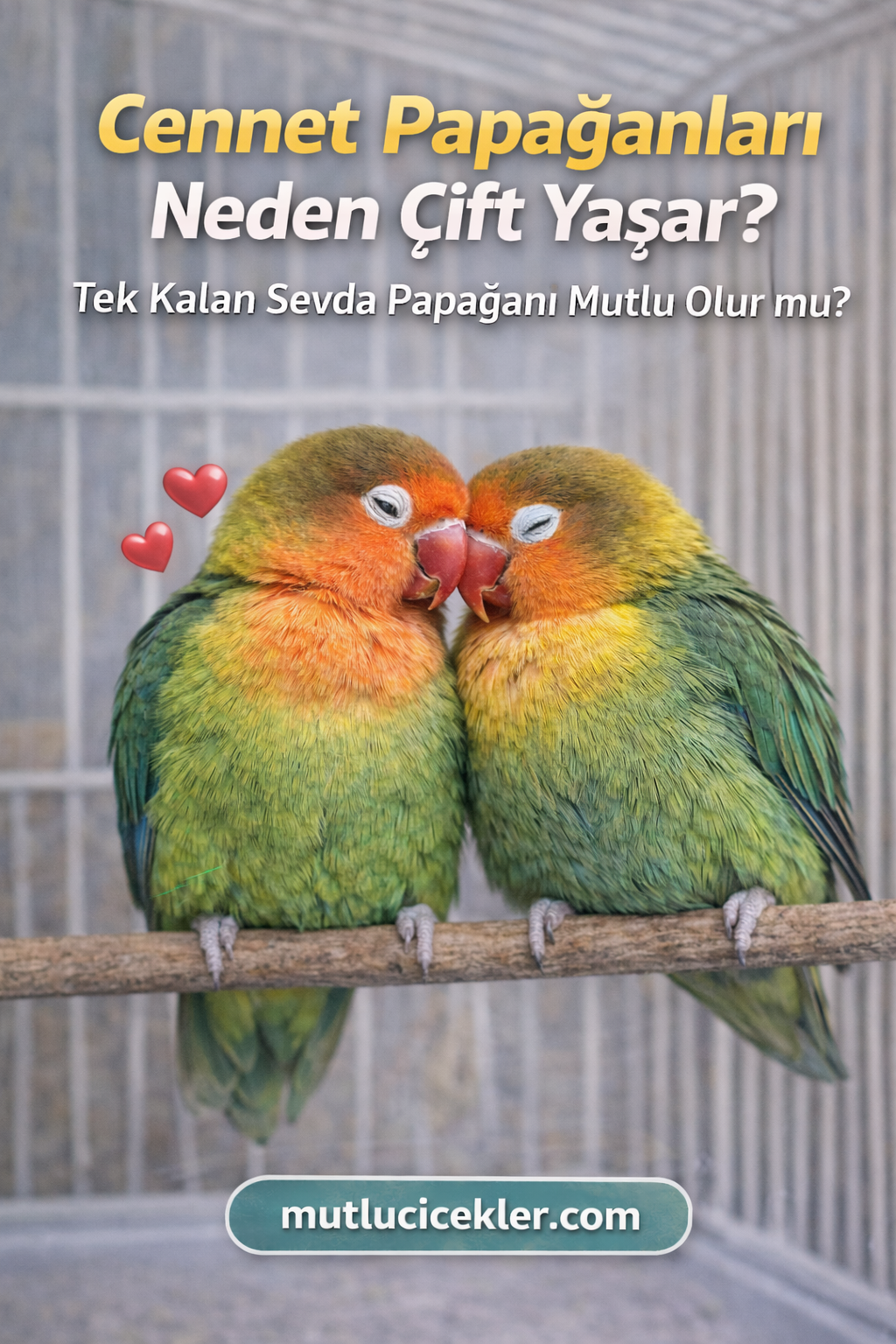 🐦 Cennet Papağanları Neden Çift Yaşar? Tek Kalan Sevda Papağanı Mutlu Olur mu?