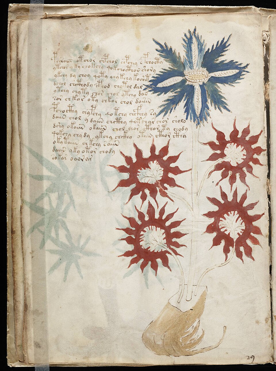 https://upload.wikimedia.org/wikipedia/commons/thumb/9/93/Voynich_Manuscript_%2832%29.jpg/960px-Voynich_Manuscript_%2832%29.jpg