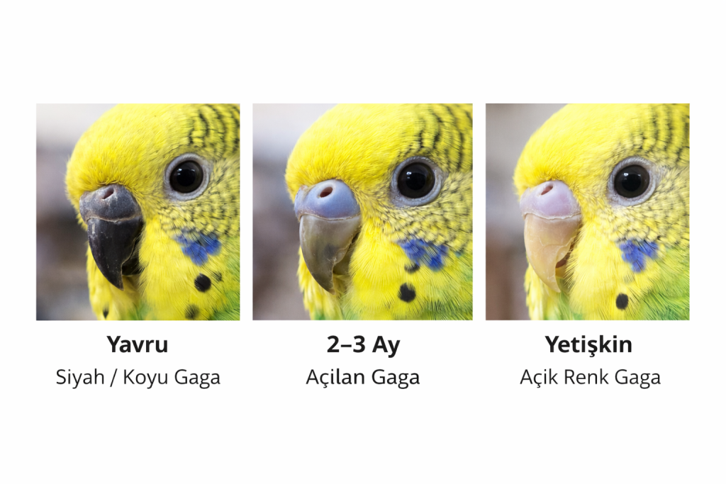 Yavru muhabbet kuşu, siyah veya koyu gaga.