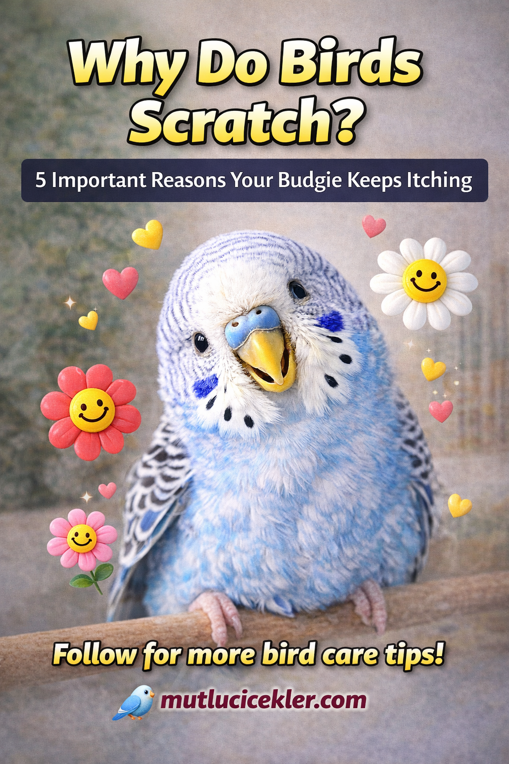 Why Do Birds Scratch? 5 Important Reasons Your Budgie Keeps Itching