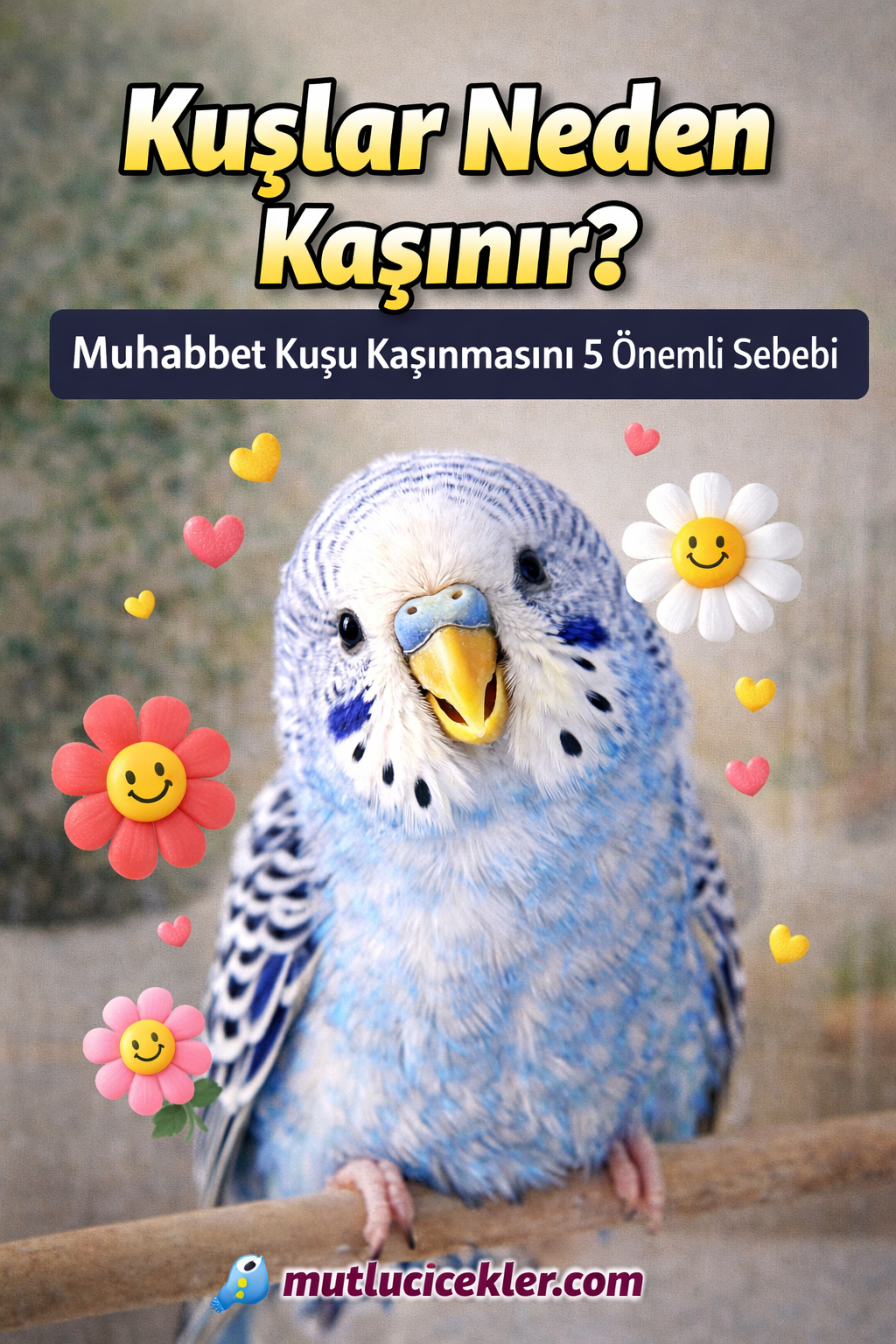 Kuşlar Neden Kaşınır? Muhabbet Kuşu Kaşınmasının 5 Önemli Sebebi