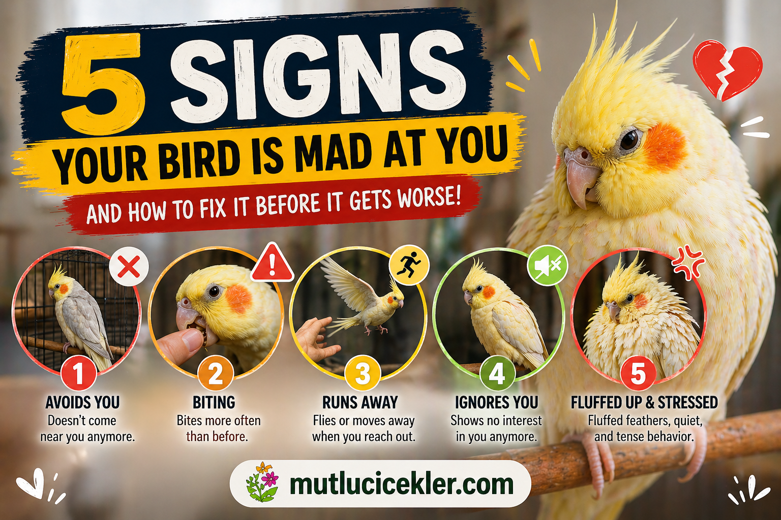 🐦 5 Signs Your Bird Is Mad at You (And How to Fix It Before It Gets Worse)