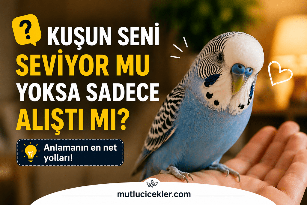 🐦 Kuşun Seni Seviyor mu Yoksa Sadece Alıştı mı? İşte Anlamanın En Net Yolları!