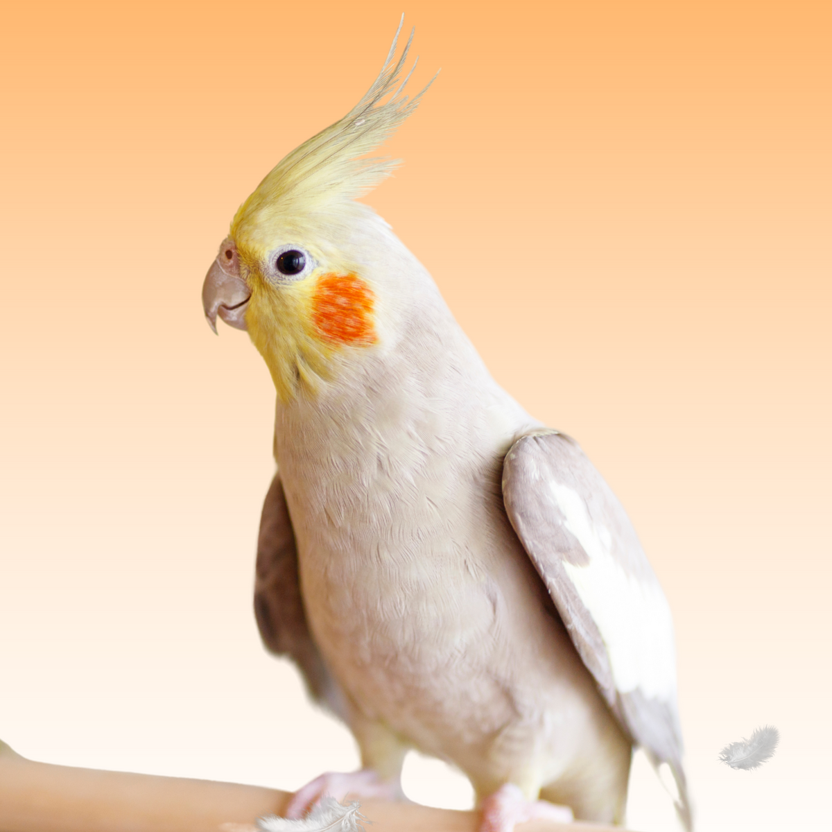 https://birdsupplies.com/cdn/shop/articles/molting_Cockatiel_1200x1200_crop_center.png?v=1747746768