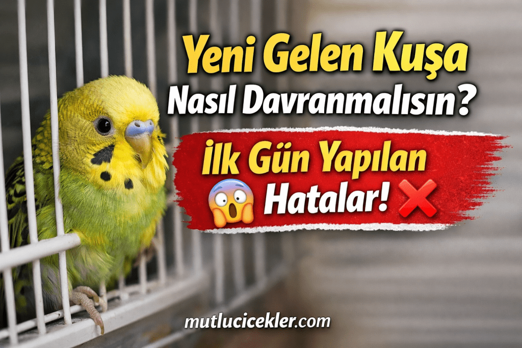 🐦 Yeni Gelen Kuşa Nasıl Davranmalısın? (İlk Gün Yapılan Büyük Hatalar!)