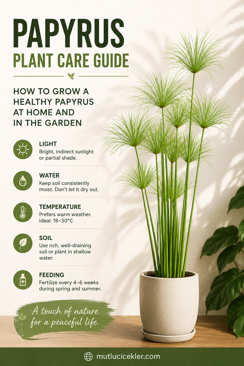 🌿 Papyrus Plant Care Guide: How to Grow a Healthy Papyrus at Home and in the Garden