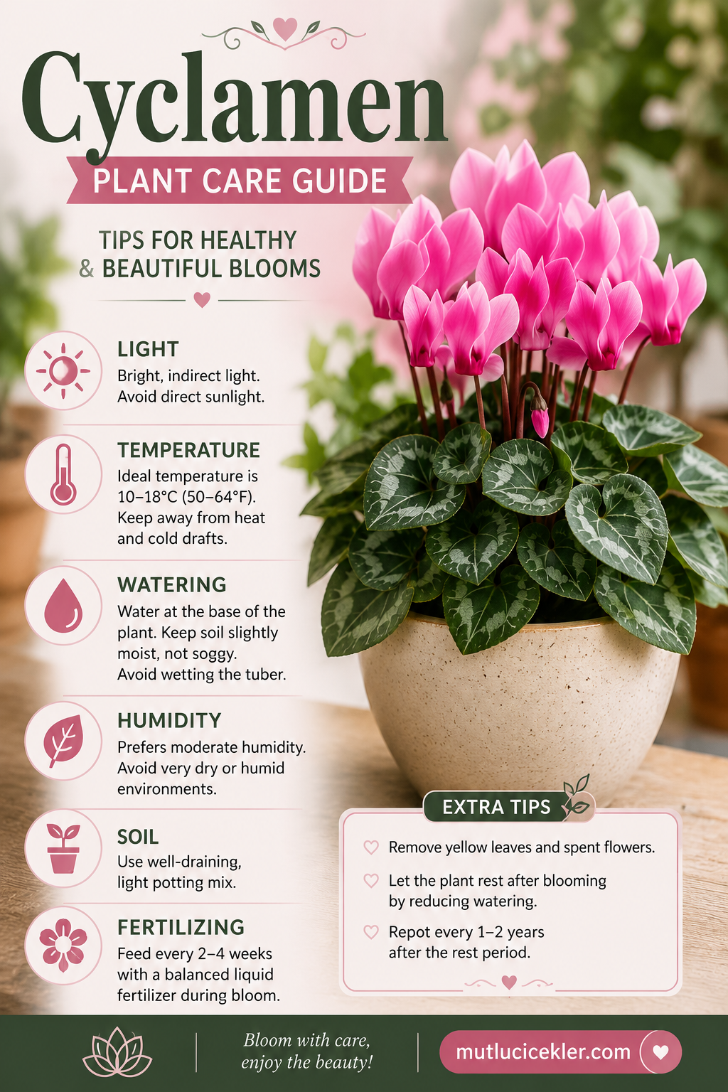 Cyclamen Care Guide: How to Grow & Maintain This Winter Beauty 🌸