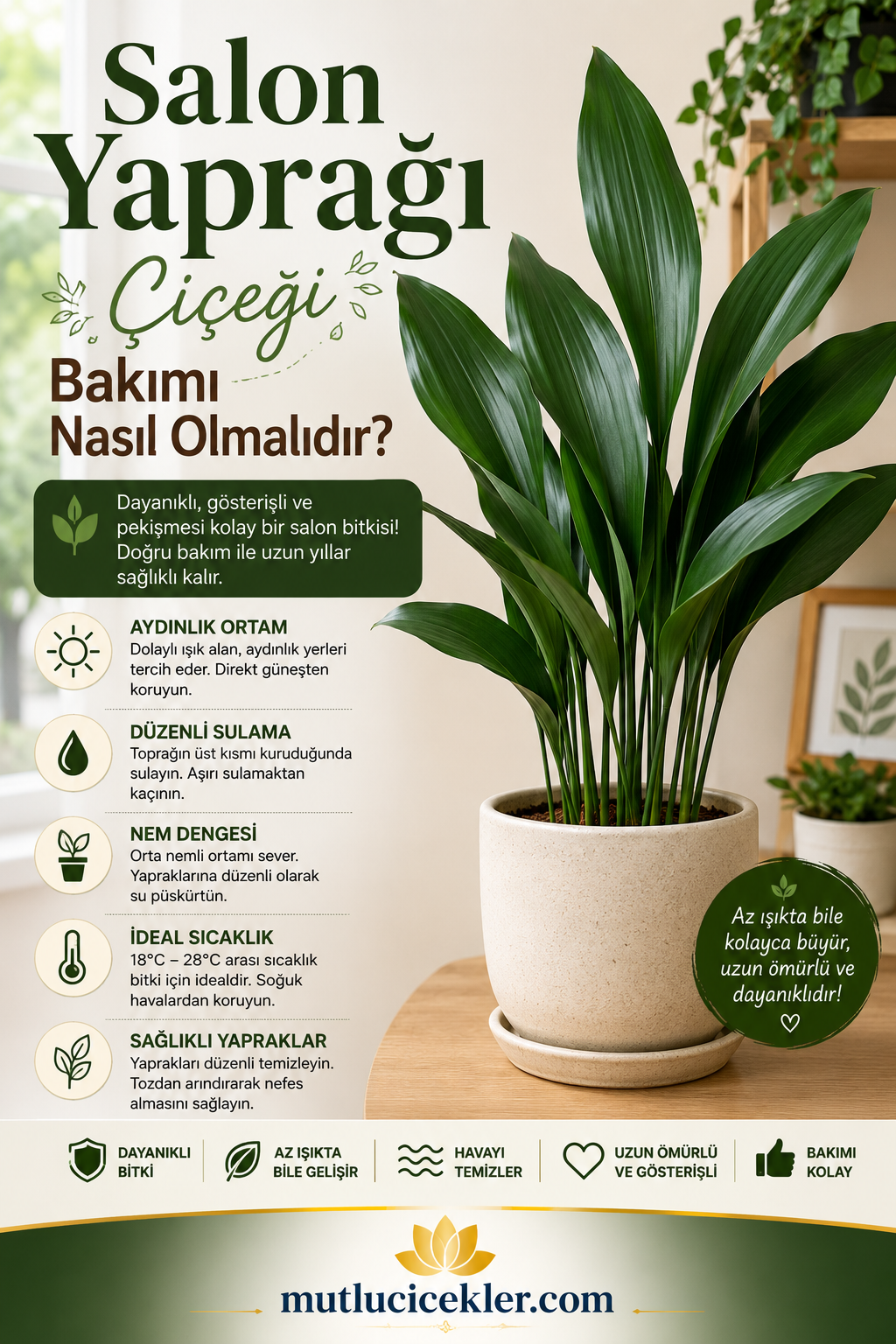 🌿 Salon Yaprağı Çiçeği Bakımı Nasıl Olmalıdır?