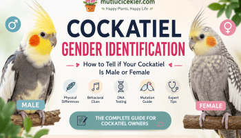 Cockatiel Gender Identification
