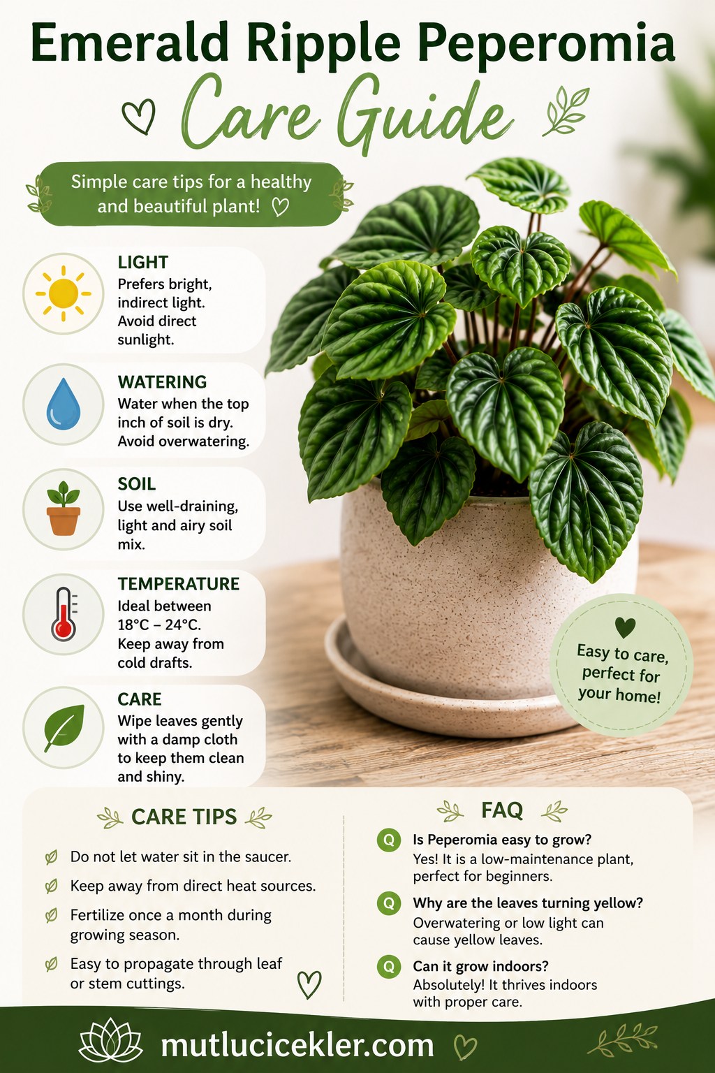 Emerald Ripple Peperomia