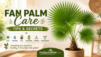 Fan palm