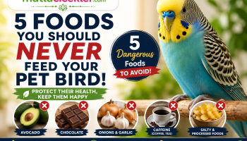 Foods You Should Never Feed Your Pet Bird