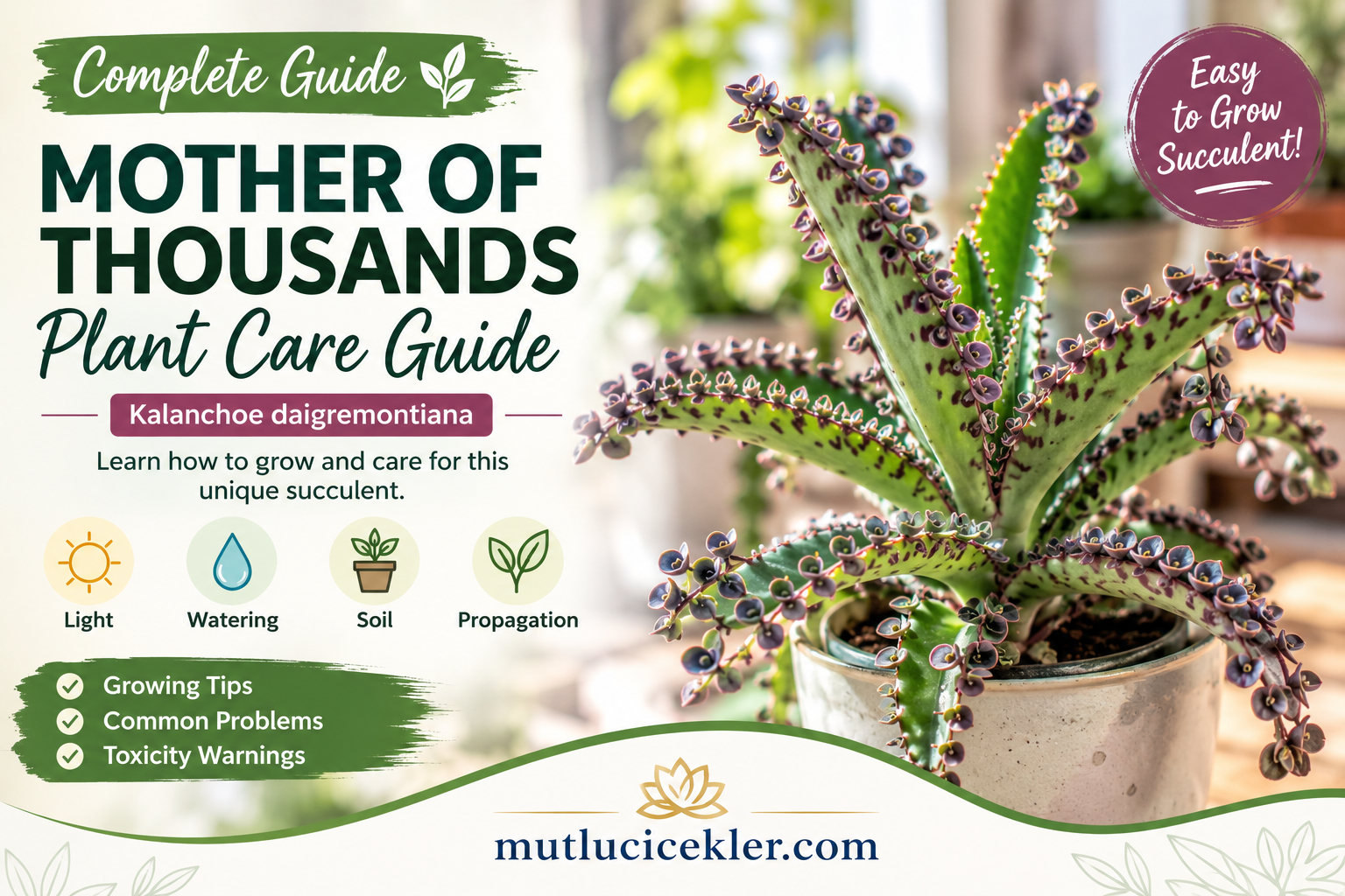 Mother of Thousands Plant Care Guide: How to Grow Kalanchoe daigremontiana