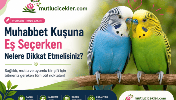 Muhabbet kuşu bakımını keşfedin