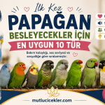 Papağan türleri ve bakım ipuçları