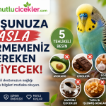 Tehlikeli kuş yiyecekleri listesi