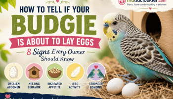 Your Budgie Is About to Lay Eggs