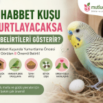 Yumurtlama öncesi muhabbet kuşu belirtileri