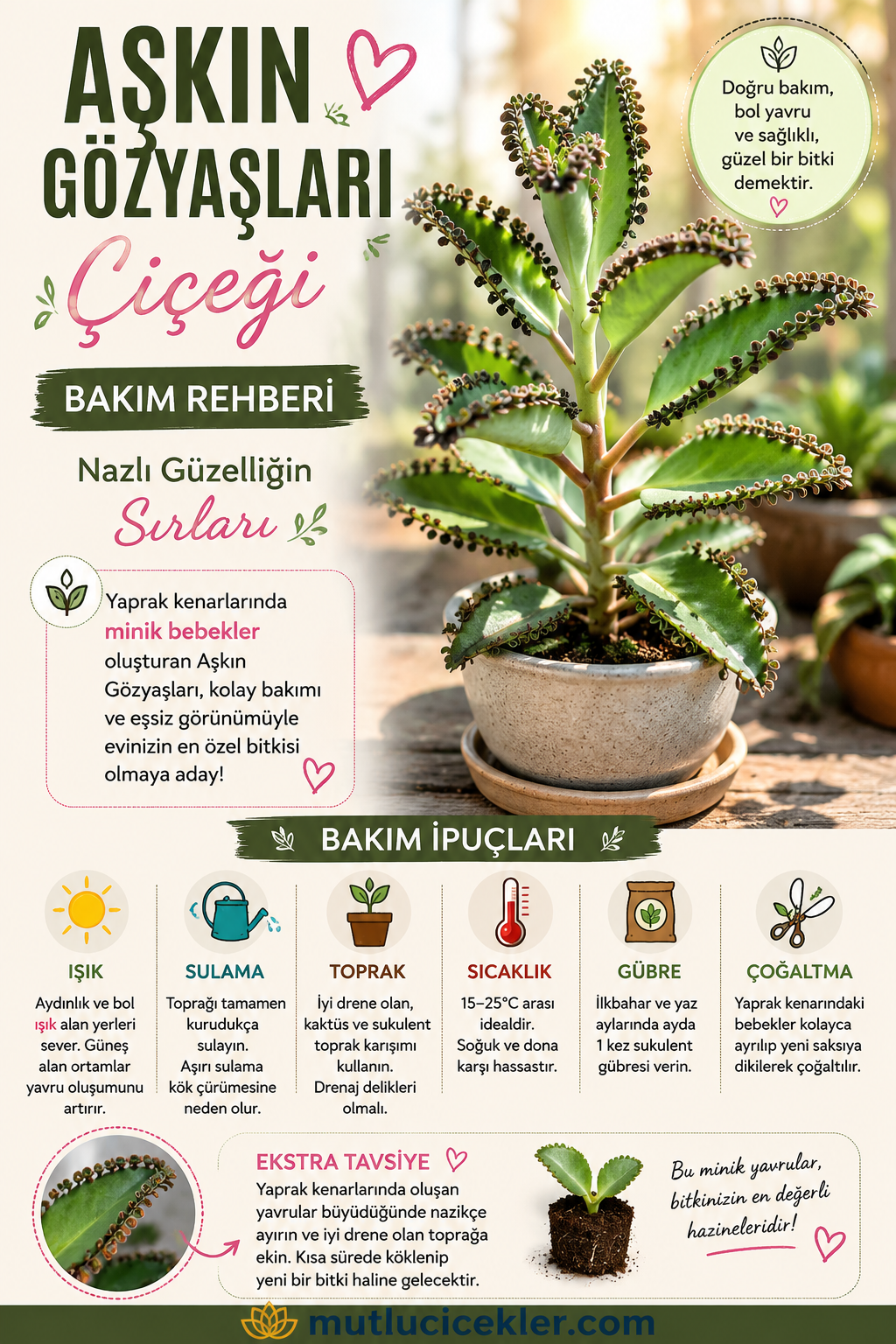 Aşkın Gözyaşları Çiçeği Bakım Rehberi: Nazlı Güzelliğin Sırları 💧