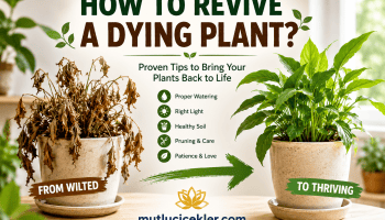 How to Revive a Dying Plant