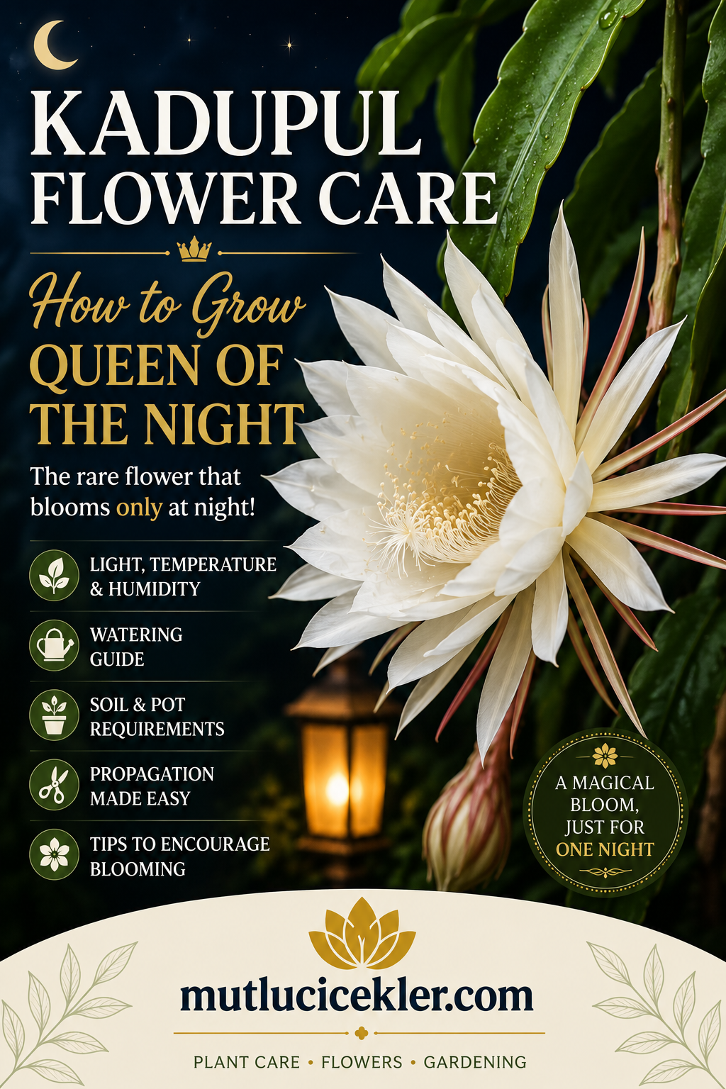 Kadupul Flower Care: How to Grow the Queen of the Night