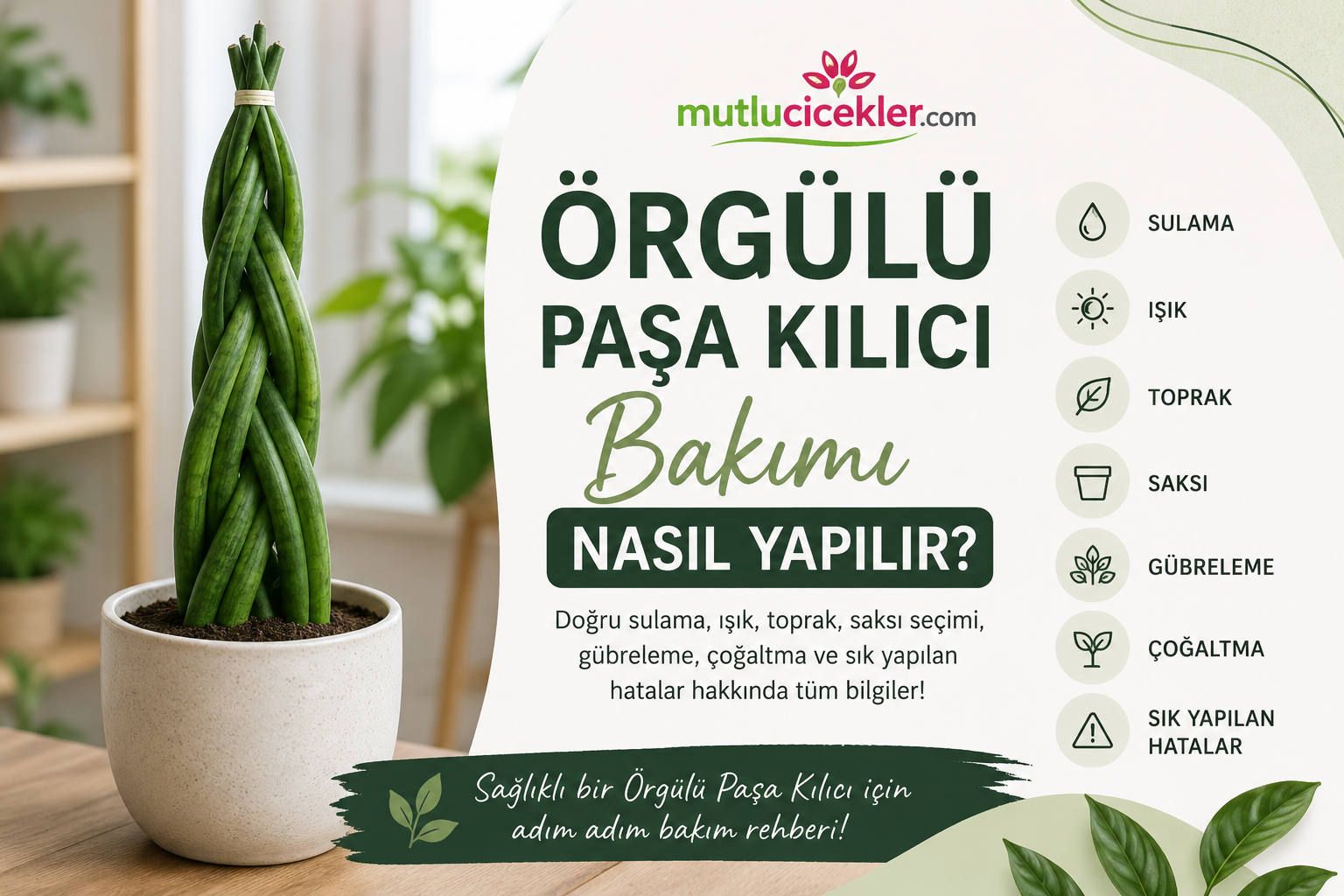 🌿 Örgülü Paşa Kılıcı Bakımı Nasıl Yapılır? Doğru Bakım ve Yetiştirme Rehberi