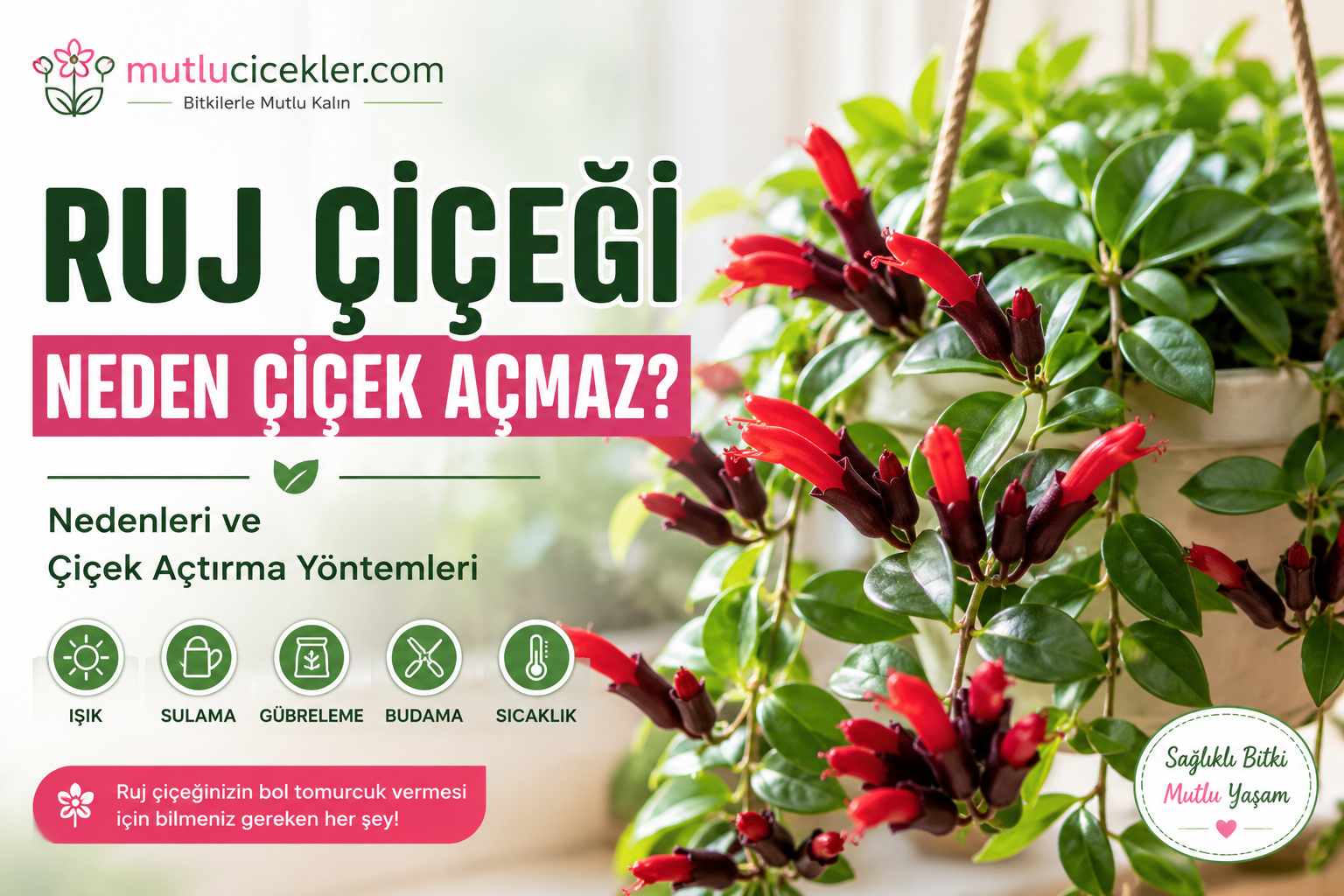 Ruj Çiçeği Neden Çiçek Açmaz