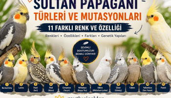 Sultan Papağanı Renk Rehberi