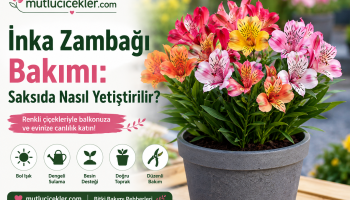Saksıda yetiştirilen çiçek açmış İnka zambağı Alstroemeria