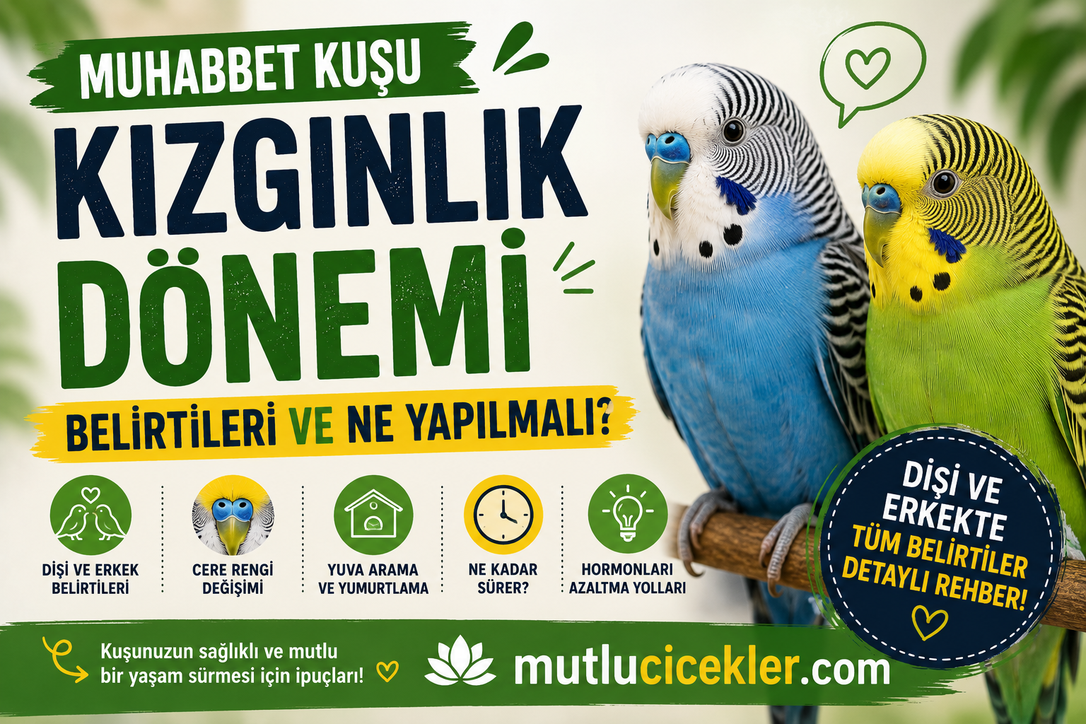 Muhabbet Kuşu Kızgınlık Dönemi Rehberi