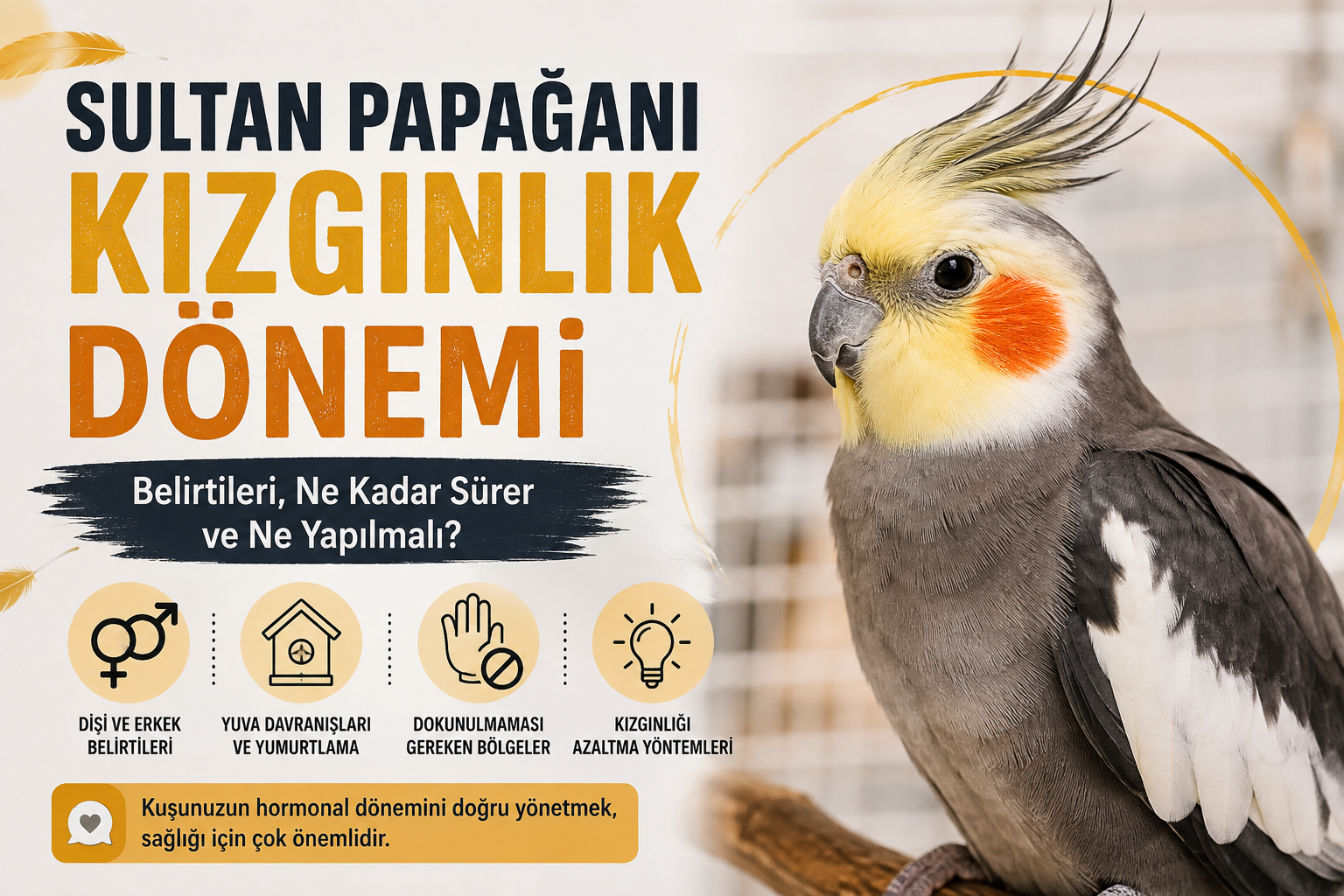 Sultan Papağanı Kızgınlık Dönemi Rehberi