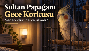 Sultan Papağanında Gece Korkusu