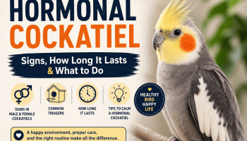 hormonal cockatiel