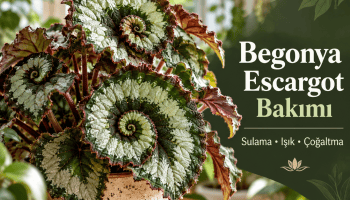 Begonya Escargot bitkisi, spiral gümüş yeşil yaprakları ve bakım rehberi başlıklı yatay kapak görseli