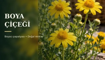 Bahçede açmış sarı boyacı papatyası görünümlü çiçekler, Boya Çiçeği başlıklı kapak görseli
