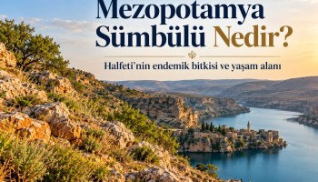 Mezopotamya sümbülünün yetiştiği Halfeti çevresindeki kayalık habitatı temsil eden illüstratif manzara