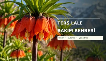 Dağlık doğal ortamda turuncu ters lale (Fritillaria imperialis) çiçekleri ve ters lale bakım rehberi başlığı