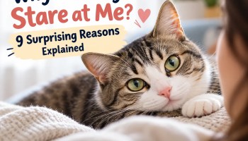 Tabby cat staring at its owner with curious green eyes, illustrating nine reasons why cats stare at humans.