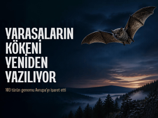 Gece gökyüzünde uçan yarasa ve Yarasaların Kökeni Yeniden Yazılıyor başlıklı bilim haberi kapağı