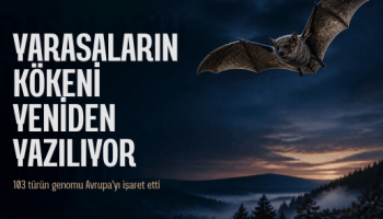 Gece gökyüzünde uçan yarasa ve Yarasaların Kökeni Yeniden Yazılıyor başlıklı bilim haberi kapağı