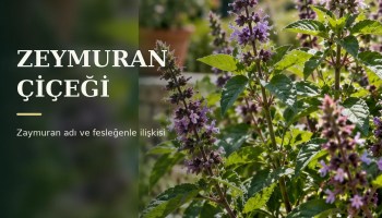 Yeşil fesleğen yaprakları arasında morumsu çiçek başakları; Zeymuran Çiçeği ve zaymuran adı başlıklı kapak